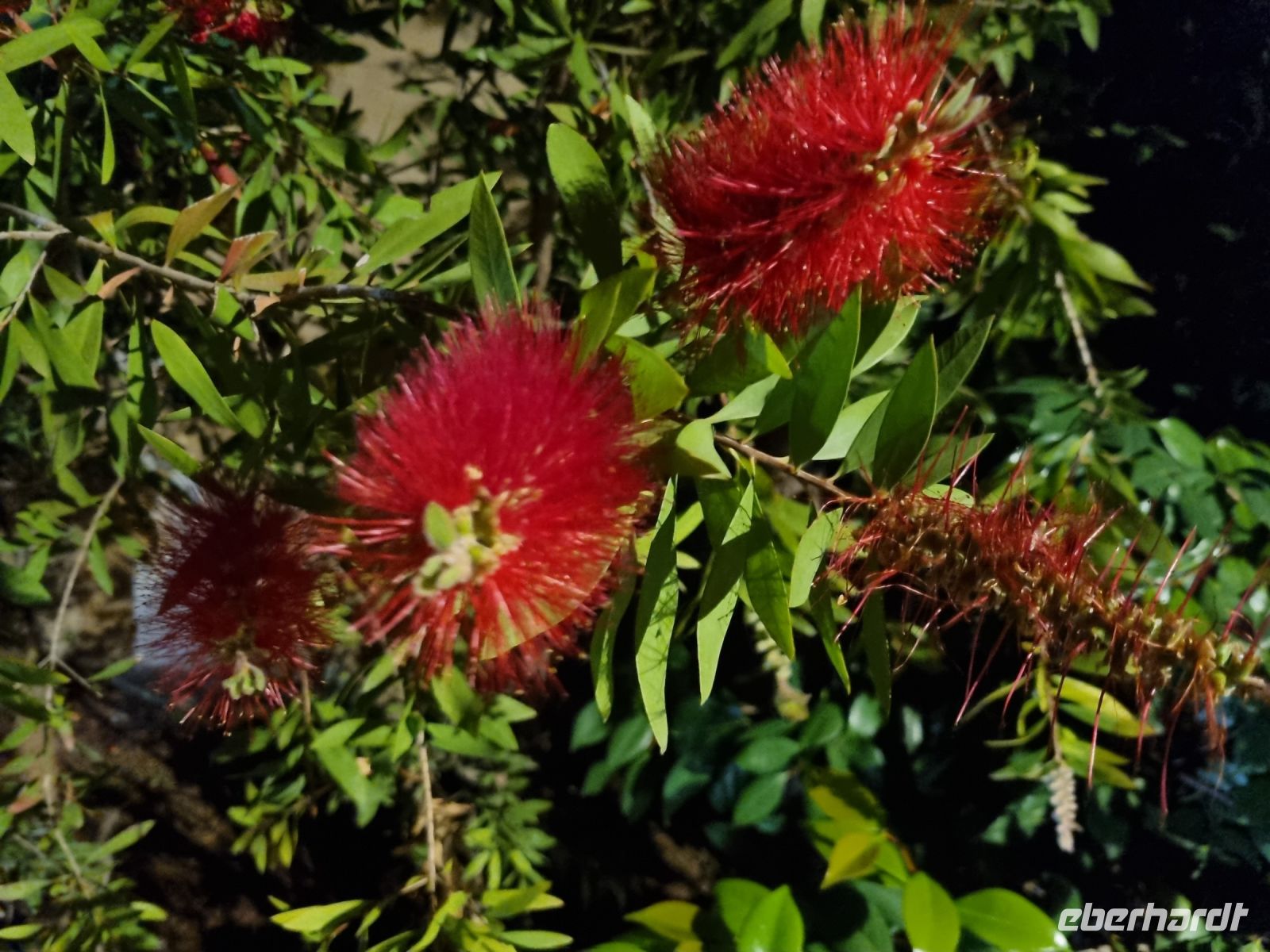 Mediterrane Vegetation - Zylinderputzer