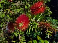 Mediterrane Vegetation - Zylinderputzer