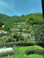 Amalfiküste-Zitonenanbau in Terrassenform