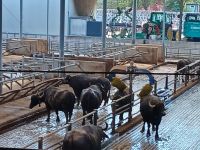 Büffelstall mit Massagebürsten