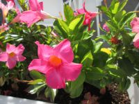 ein kleiner Blütengruß