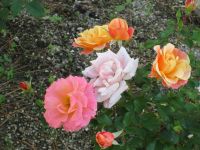 Farbenpracht in Ravello