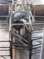 ...ich möchte gemolken werden