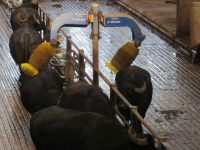 Massage für die Büffel