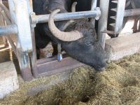 nach dem Melken kommt das Futtern