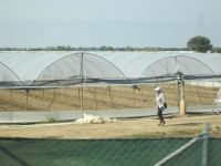 Gemüseanbau in der Sele-Ebene