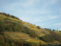 Weinterrassen in Südtirol