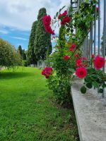 Rom - Aventinhügel (Rosengarten)