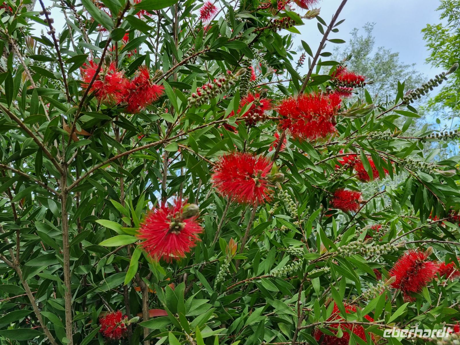 Insel Capri - Flaschenputzerbaum