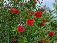 Insel Capri - Flaschenputzerbaum