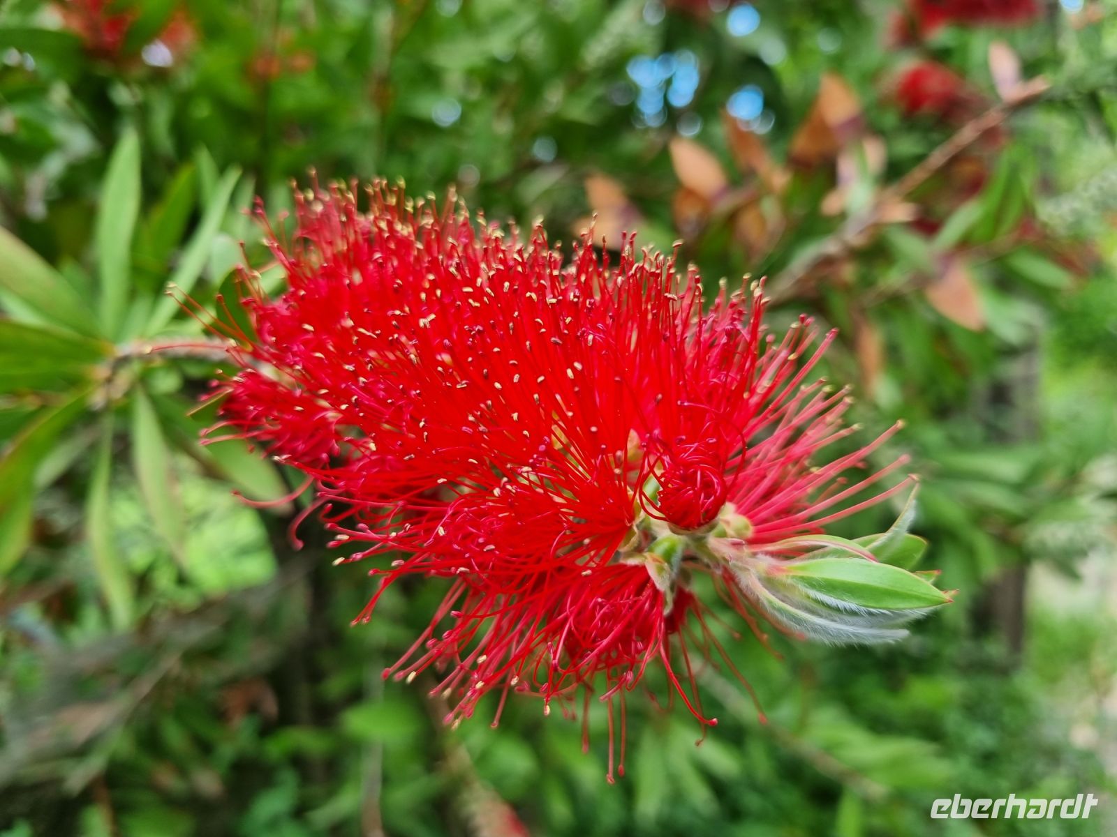 Insel Capri - Flaschenputzerbaum