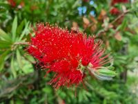 Insel Capri - Flaschenputzerbaum