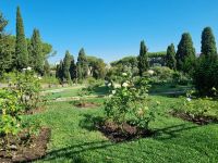 Rom - Aventinhügel (Rosengarten)