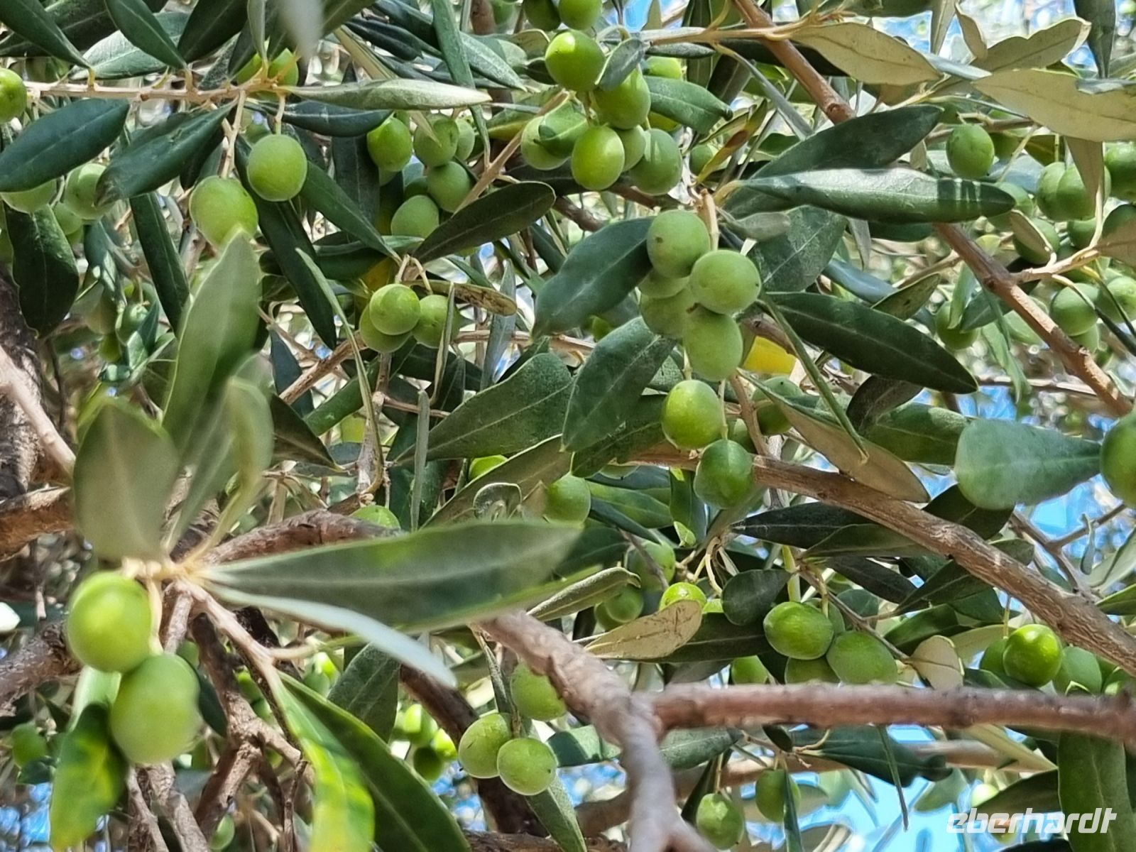 Paestum - Olivenbaum