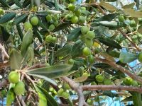 Paestum - Olivenbaum