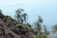 Pflanzenbewuchs des Vesuv