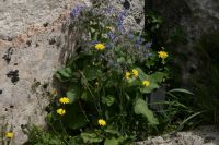 Borretsch (blau) wächst hier ebenfalls wild