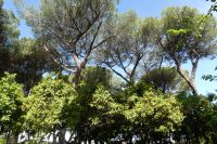 im Orangenbaumgarten von Rom