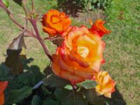 Rom - Aventinhügel (Rosengarten)