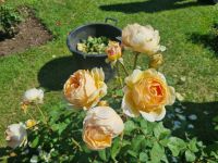 Rom - Aventinhügel (Rosengarten)