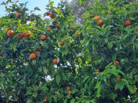 Rom - Aventinhügel (Orangengarten)