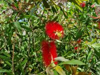 Insel Capri - Anacapri (Flaschenputzerbaum)