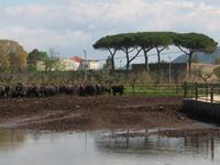 Produzenten von Mozzarella