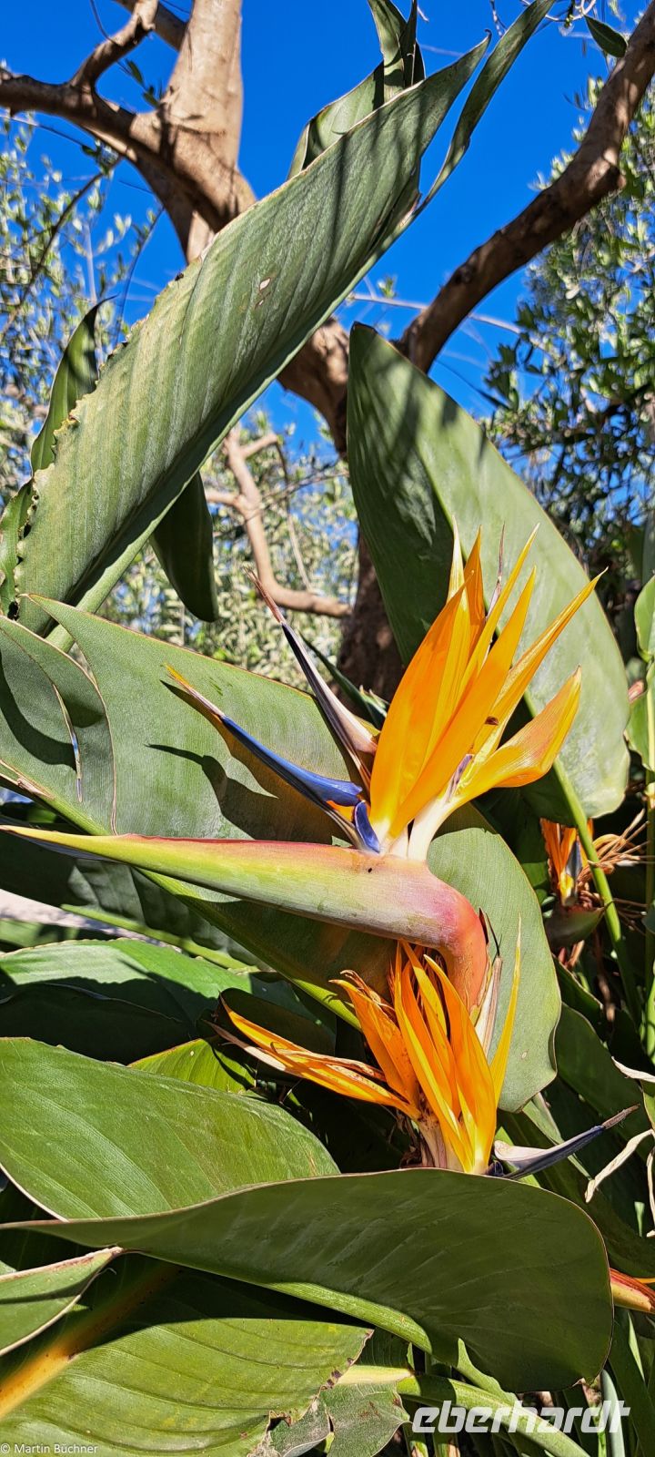 Paestum - Vannulo Büffelfarm