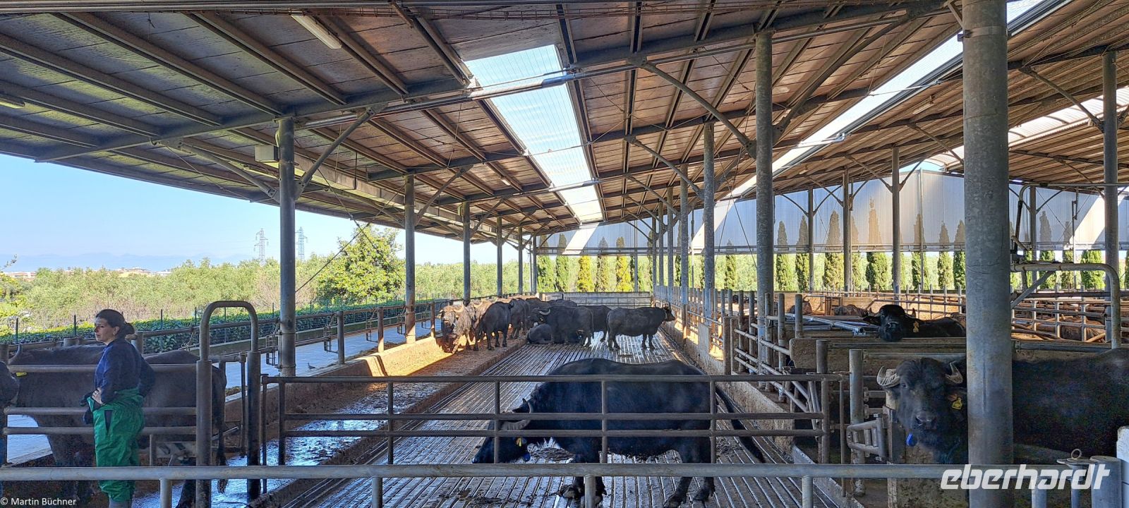 Paestum - Vannulo Büffelfarm - Mozzarella