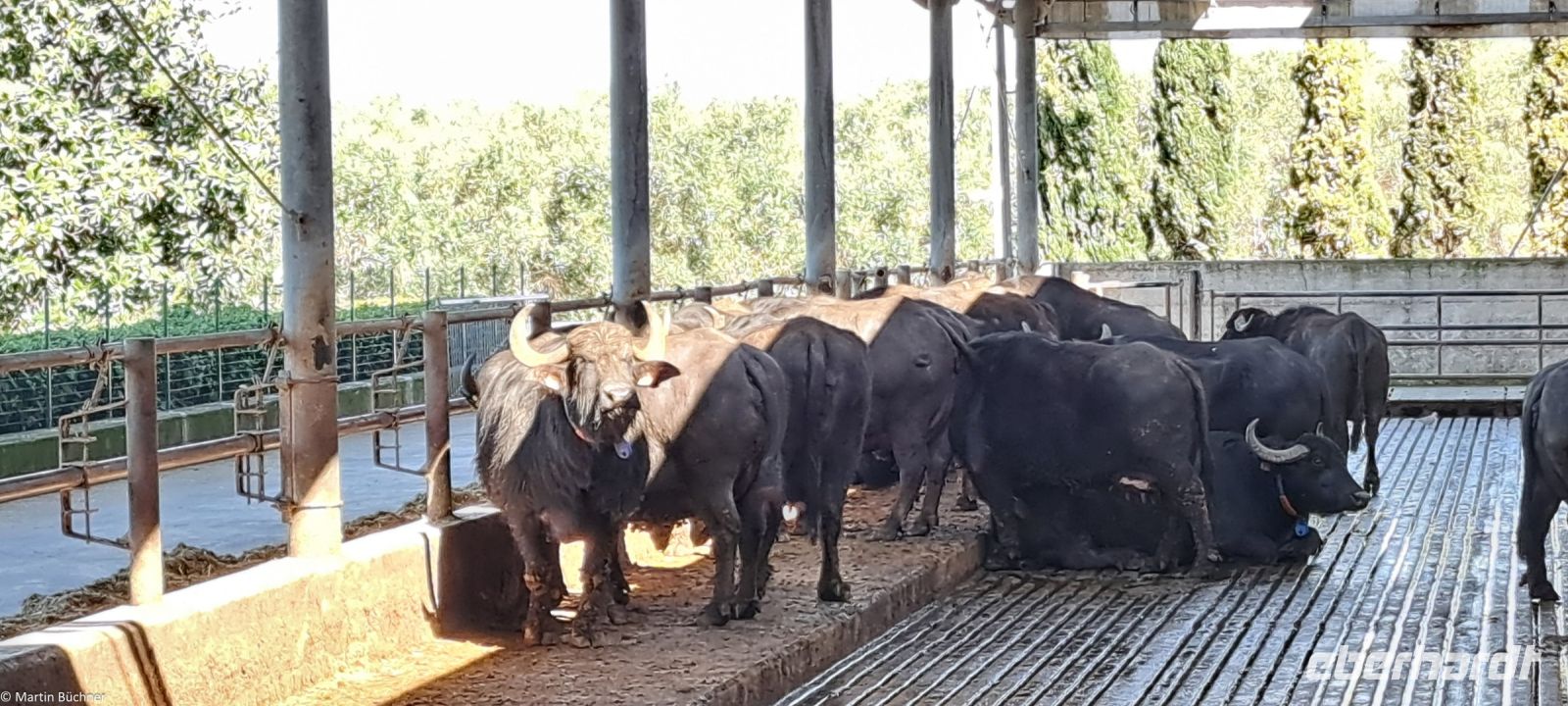 Paestum - Vannulo Büffelfarm - Mozzarella