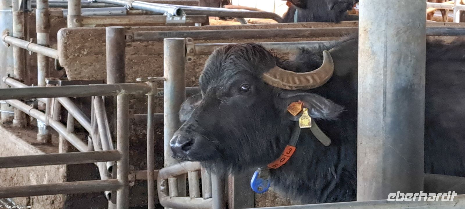 Paestum - Vannulo Büffelfarm - Mozzarella