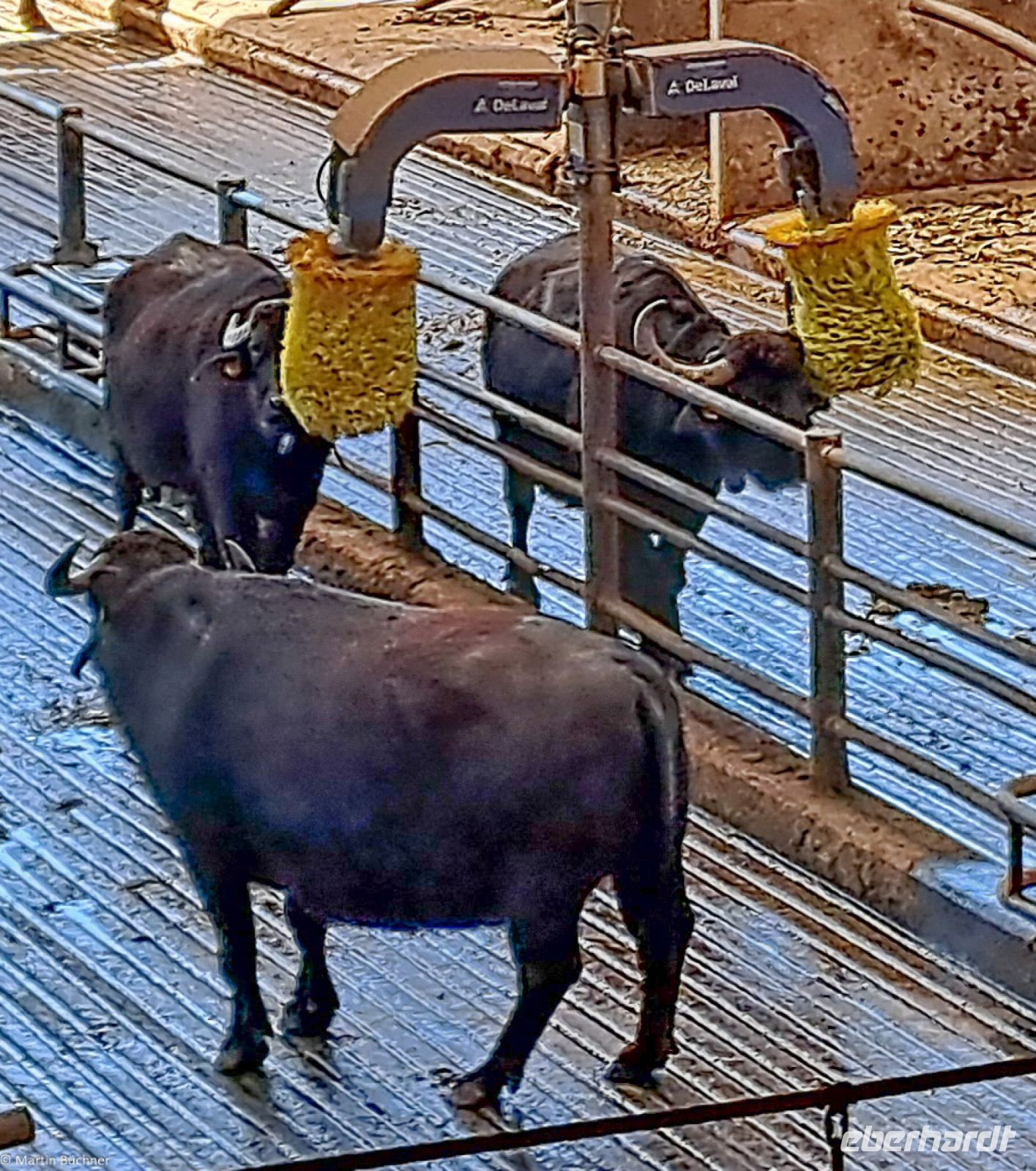 Paestum - Vannulo Büffelfarm - Massagezone