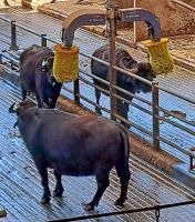 Paestum - Vannulo Büffelfarm - Massagezone