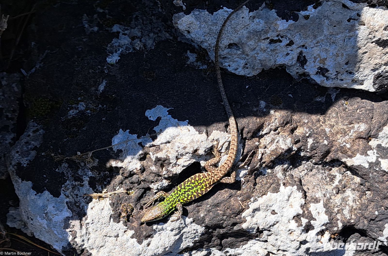 Keine toten Steine - Es lebt!