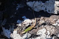 Keine toten Steine - Es lebt!