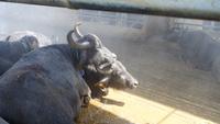 26.05.2018 Büffelfarm Vanullo