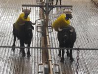 Büffel bei der Massage