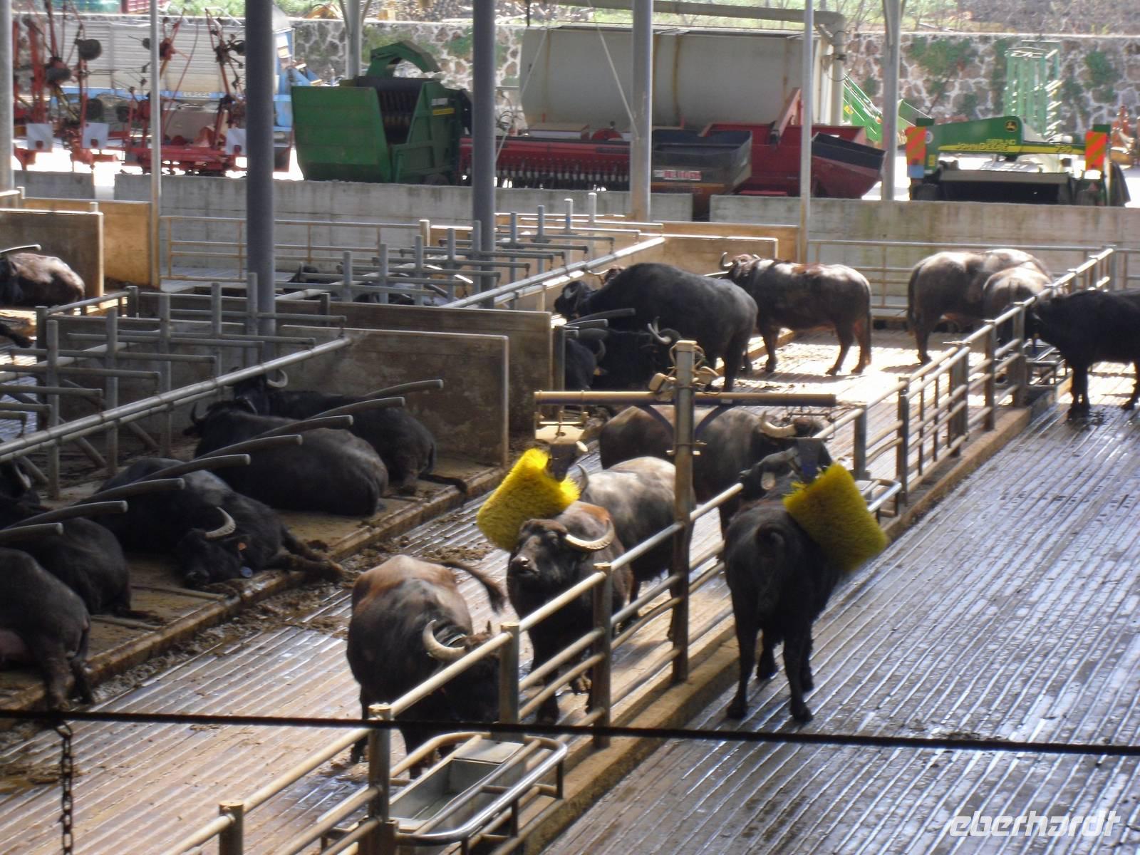 Büffelfarm Vannulo bei Paestum