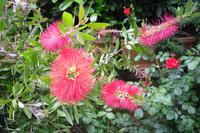Vegetation auf der Insel Capri