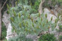 Vegetation auf der Insel Capri