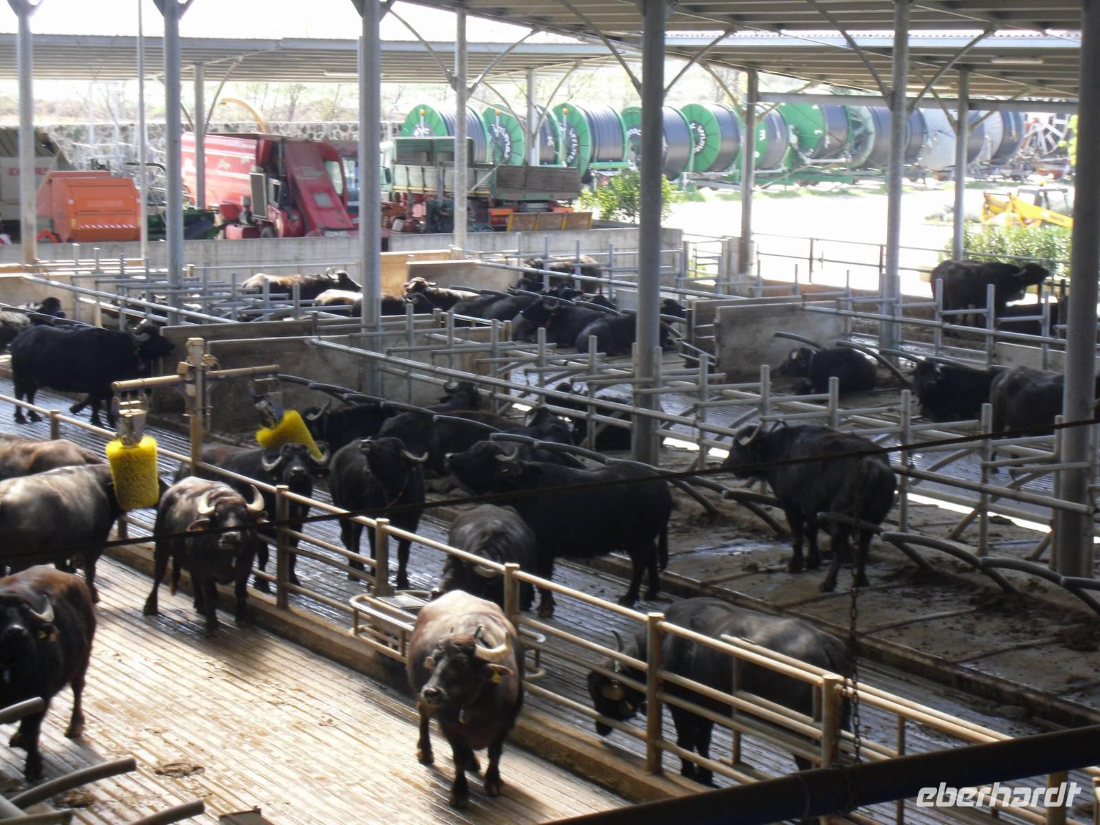Büffelfarm 