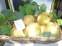 Zitronen soweit das Auge reicht ...