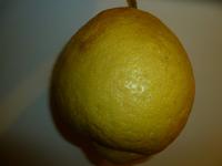 Esszitrone (Cedro)