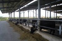 Besuch der Büffelfarm Vannulo