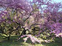 blühender Judasbaum