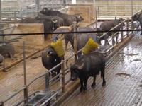 Wellness auf der Büffelfarm