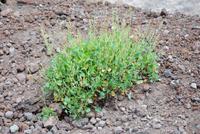 Vegitation am Krater Vesuv