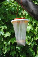 Ökologische Art der Mückenbekämpfung auf Vannulo