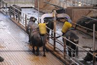 Spa-Bereich für die Büffel auf Vannulo