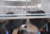 Büffel bei der wichtigen Dusche - im Spa-Bereich